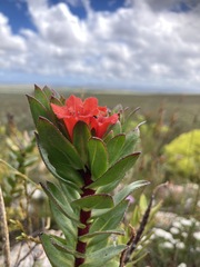 Lobostemon sanguineus