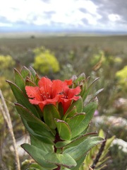 Lobostemon sanguineus