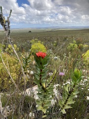 Lobostemon sanguineus