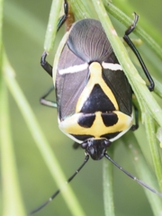 Commius elegans