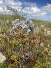 Paranomus abrotanifolius