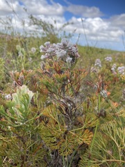 Paranomus abrotanifolius