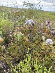 Paranomus abrotanifolius