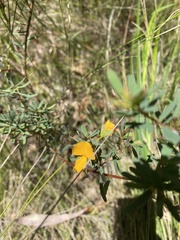 Pultenaea flexilis