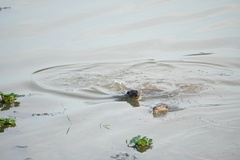 Lutrogale perspicillata