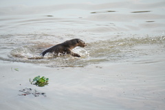 Lutrogale perspicillata