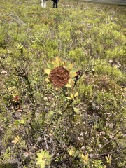 Leucadendron elimense elimense