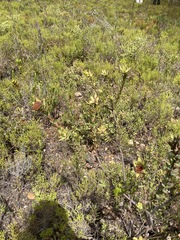 Leucadendron elimense elimense