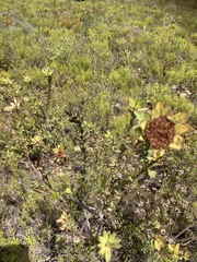 Leucadendron elimense elimense