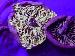 Pholiota parvula