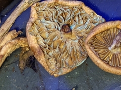 Pholiota parvula