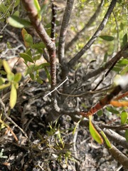 Leucadendron modestum