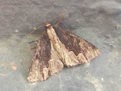 Dypterygia scabriuscula