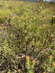 Leucadendron modestum