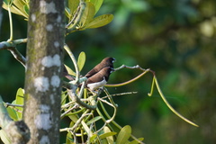 Lonchura leucogastroides