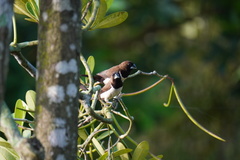 Lonchura leucogastroides