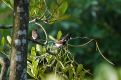 Lonchura leucogastroides