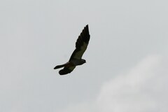 Falco amurensis