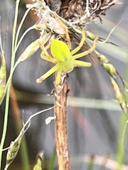 Neosparassus patellatus