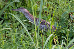 Ixobrychus sinensis