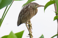 Ixobrychus sinensis