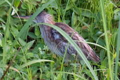 Ixobrychus sinensis