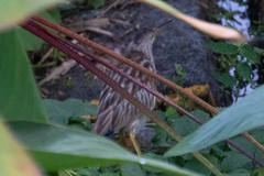 Ixobrychus sinensis