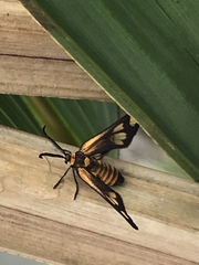 Thyrassia
