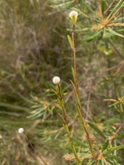 Pimelea linifolia