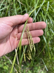 Carex longebrachiata