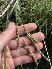 Carex longebrachiata