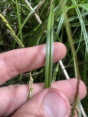 Carex longebrachiata