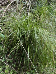 Carex longebrachiata