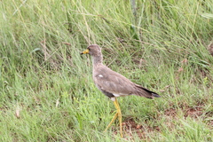 Vanellus senegallus lateralis