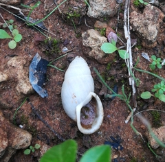 Buliminus labrosus labrosus