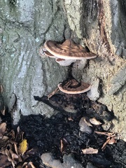 Ischnoderma benzoinum