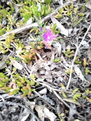 Carpobrotus glaucescens