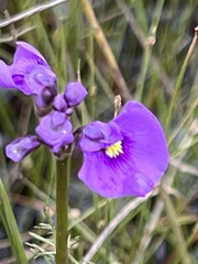Utricularia beaugleholei