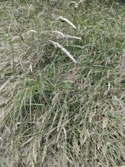 Carpobrotus glaucescens