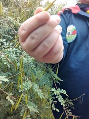 Carpobrotus glaucescens