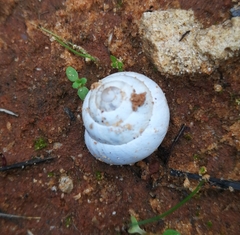 Sphincterochila