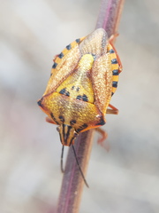 Carpocoris mediterraneus