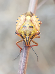 Carpocoris mediterraneus