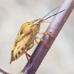 Carpocoris mediterraneus
