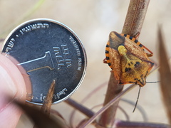 Carpocoris mediterraneus