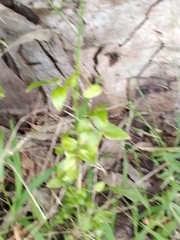 Asparagus asparagoides