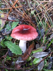 Russula sanguinea