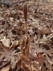 Isotria verticillata