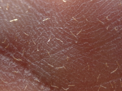 Isotria verticillata