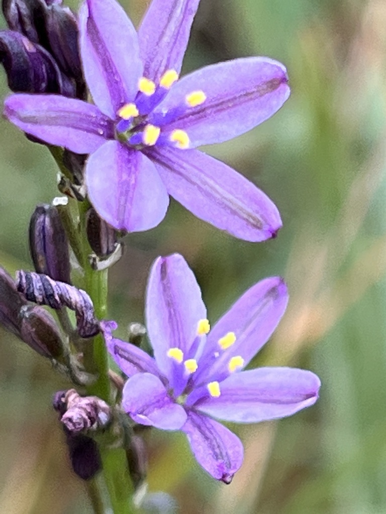 blue grass lily